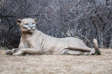 Cougar